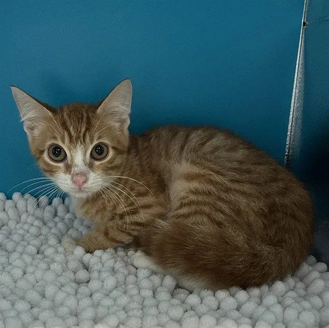 A baby small-sized male Orange / Red Domestic Short Hair cat named File Folder for adoption in Tavares, FL