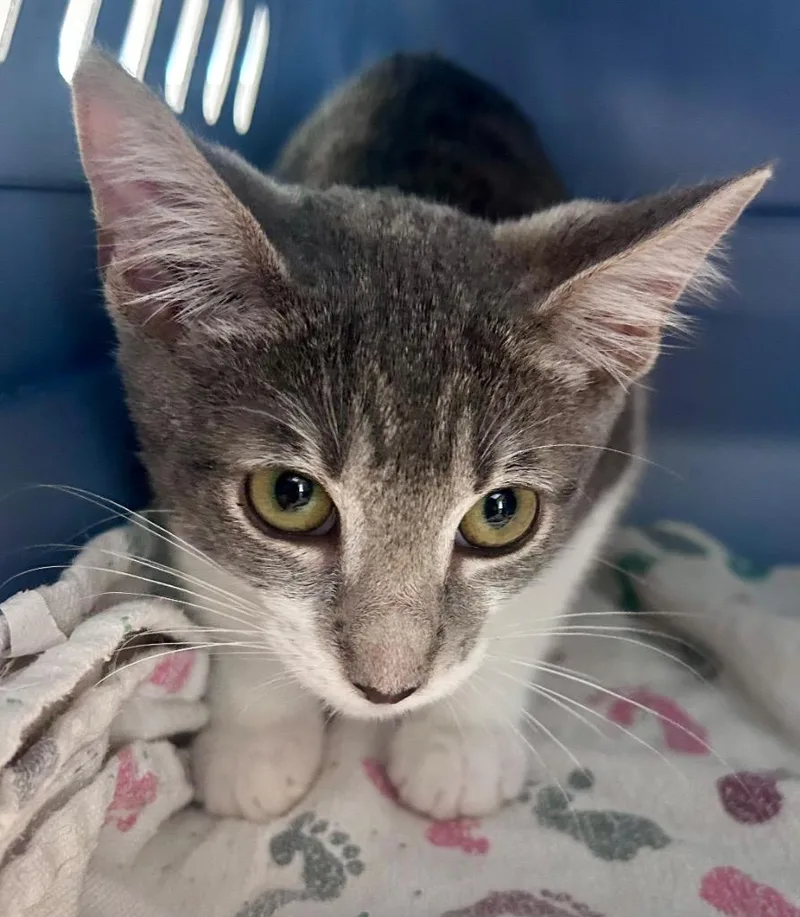 A baby medium-sized male Domestic Short Hair cat named Spade for adoption in Cumming, GA