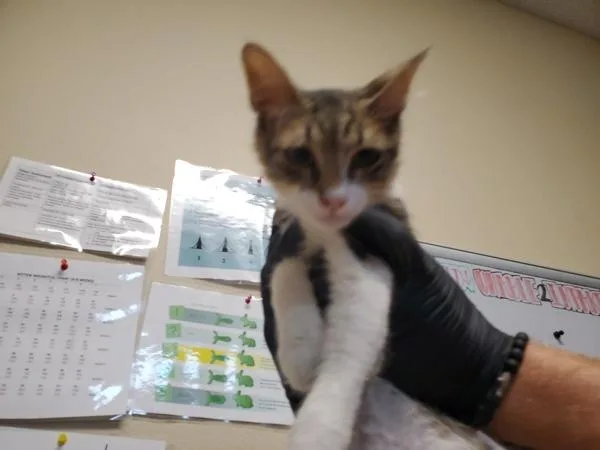 A young medium-sized female Domestic Short Hair cat named Hamachi for adoption in Oceanside, CA