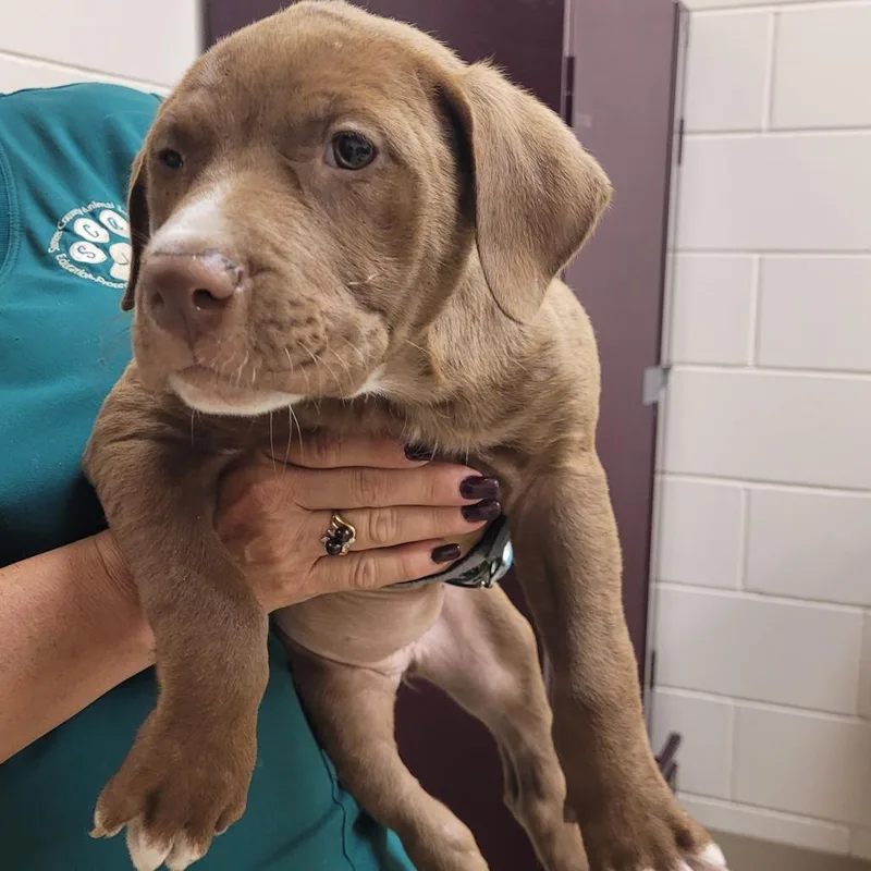 A baby small-sized female Brown / Chocolate Mixed Breed dog named Leila for adoption in Lake Panasoffkee, FL