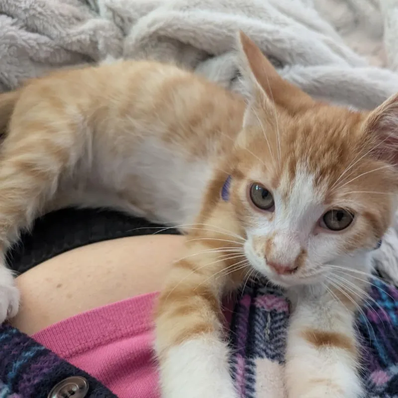 A baby small-sized male Orange / Red Domestic Short Hair cat named Sammie for adoption in Fayetteville, GA
