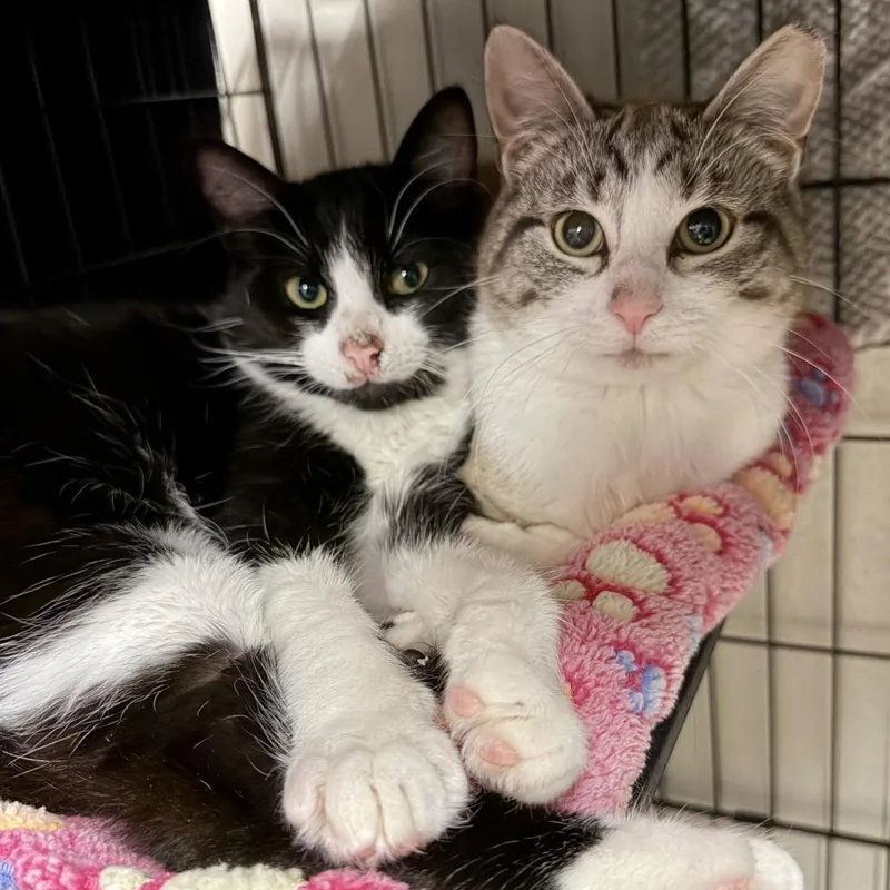 A young medium-sized male White Domestic Short Hair cat named Ringo for adoption in Middleburg Heights , OH