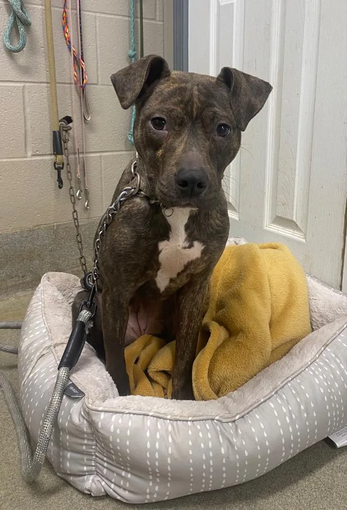 A baby medium-sized female Staffordshire Bull Terrier dog named Ronnie for adoption in Hopkinsville, KY