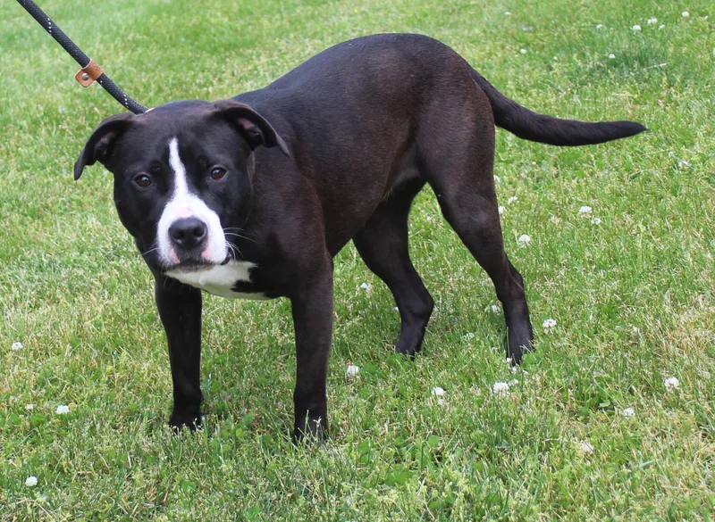 A young medium-sized female Black Pit Bull Terrier dog named Lily for adoption in Heath, OH