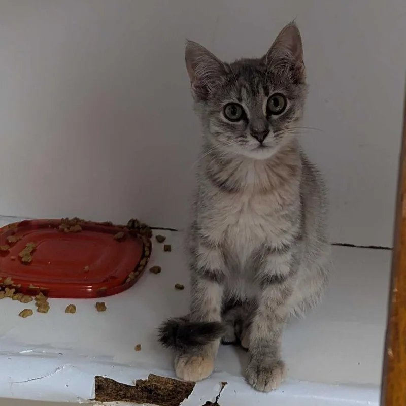 A baby small-sized female Domestic Short Hair cat named Mindy for adoption in Fayetteville, AR
