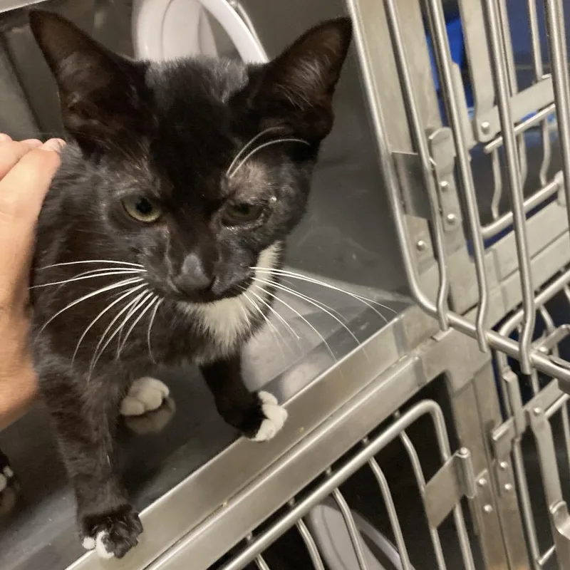 A baby small-sized male Black Domestic Short Hair cat named Creeper for adoption in Blue Ridge, GA