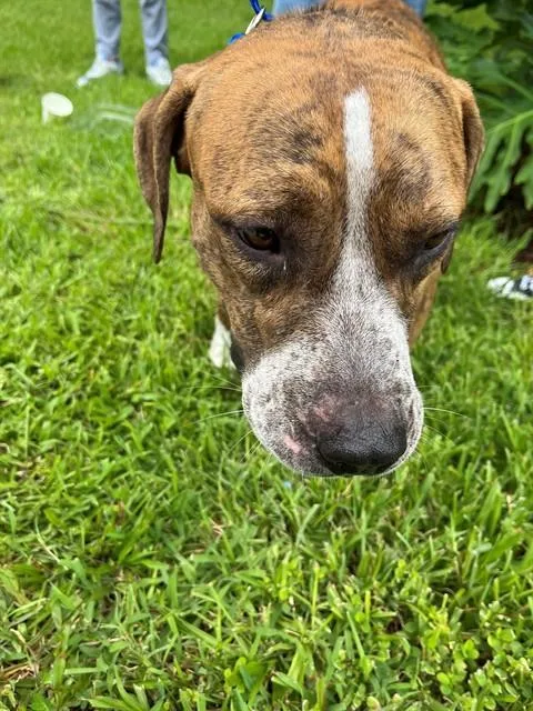 A young large-sized male Terrier dog named Sebastion for adoption in Miami, FL