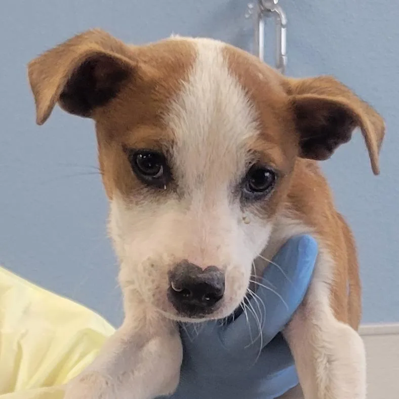 An adult medium-sized male White / Cream Mixed Breed dog named Dexter for adoption in Las Cruces, NM