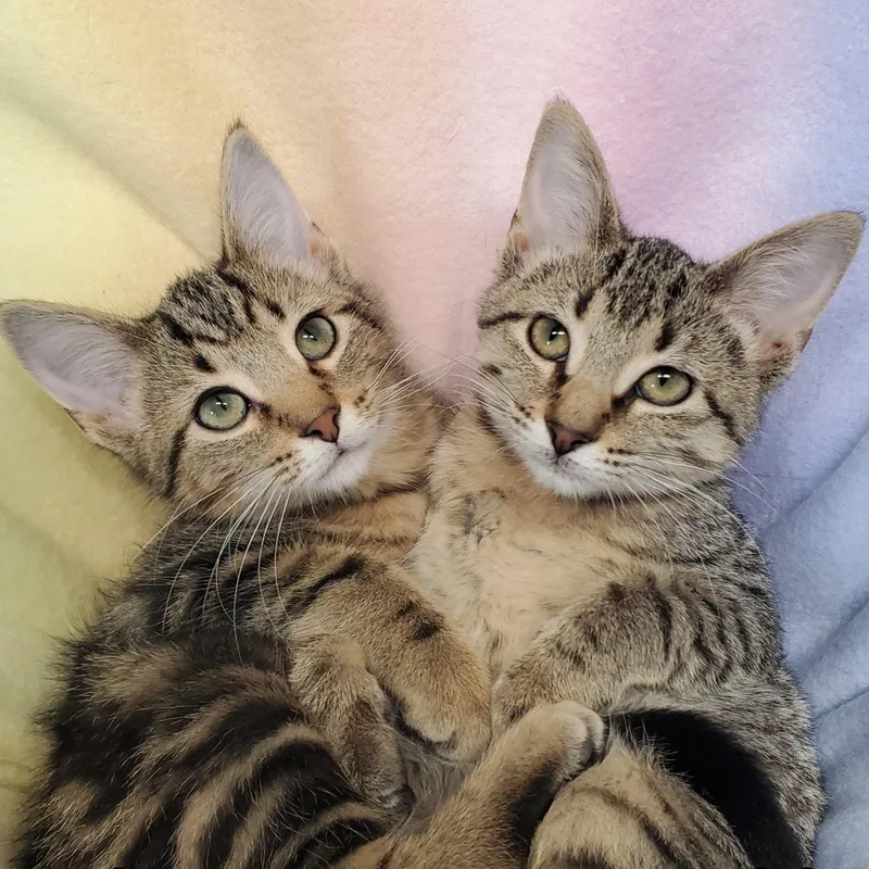A baby medium-sized male Tabby (Brown / Chocolate) Domestic Short Hair cat named Cinnamon and Pumpkin for adoption in Marseilles, IL