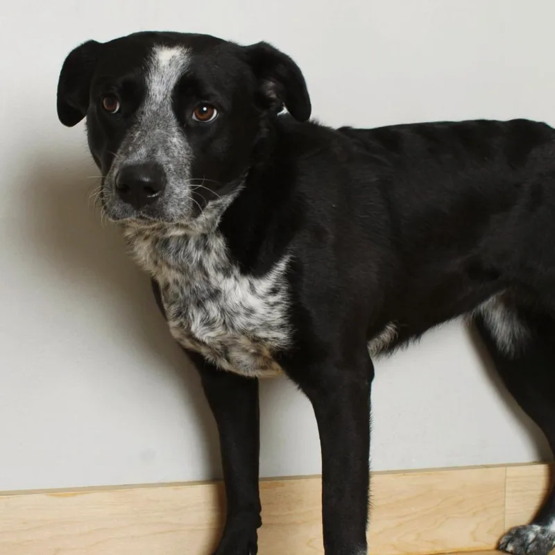 A young medium-sized female Black Australian Cattle Dog / Blue Heeler dog named Lucie D for adoption in Minnetonka, MN