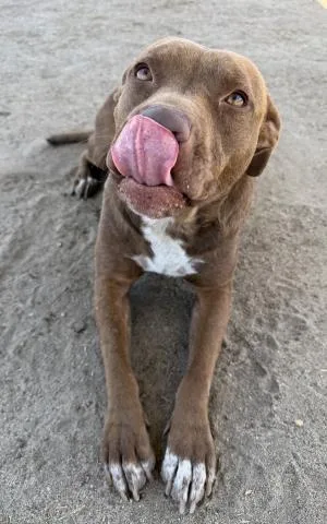 A young medium-sized female Pit Bull Terrier dog named Penelope for adoption in Bakersfield, CA