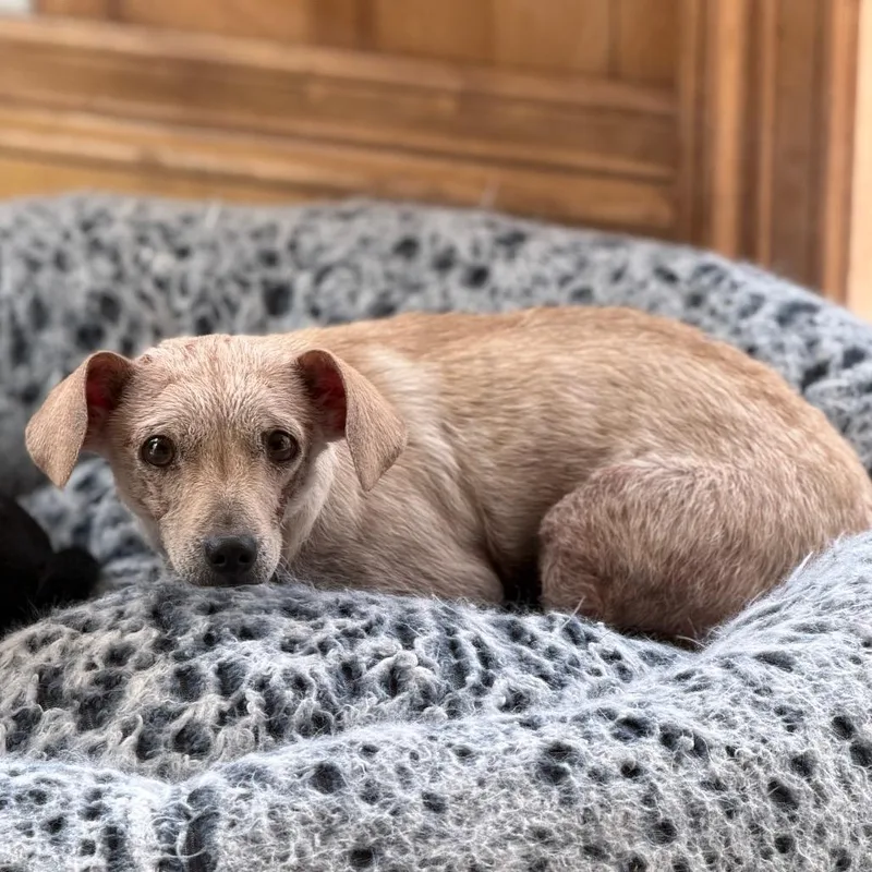 A senior small-sized male White / Cream Chihuahua dog named Bob for adoption in Salem, OR