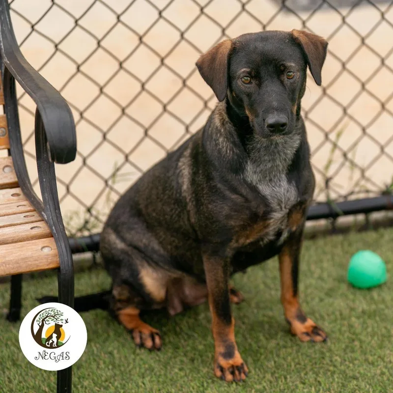A young medium-sized female Terrier dog named Aretha for adoption in Lavonia, GA
