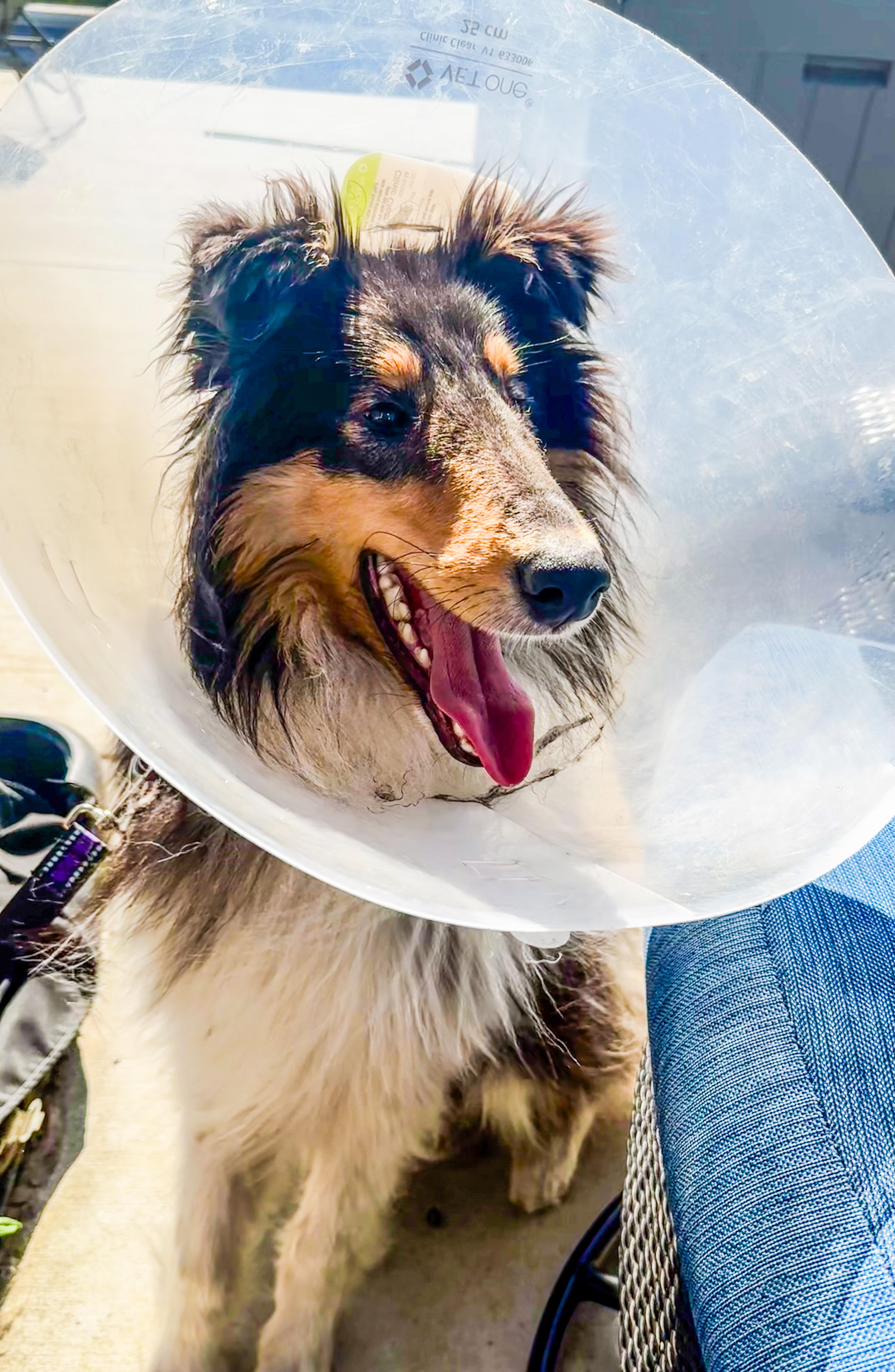 A young medium-sized male Rough Collie dog named Baylor for adoption in Elyria, OH