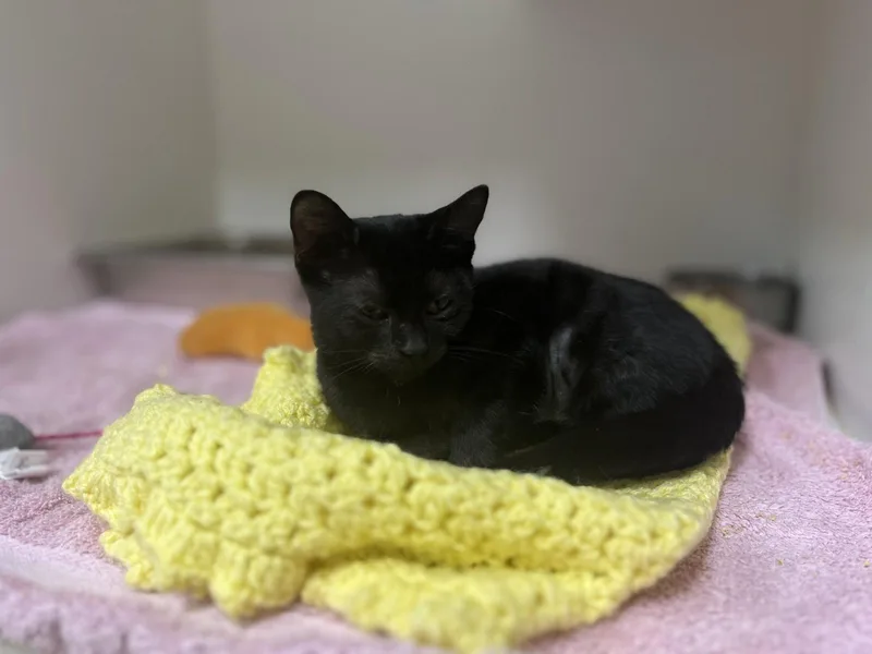 A baby medium-sized female Black Domestic Short Hair cat named Blair for adoption in Hilton Head Island, SC