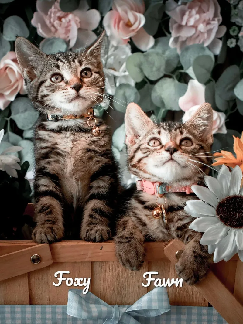 A baby medium-sized female Domestic Short Hair cat named Fawn for adoption in Bensalem, PA