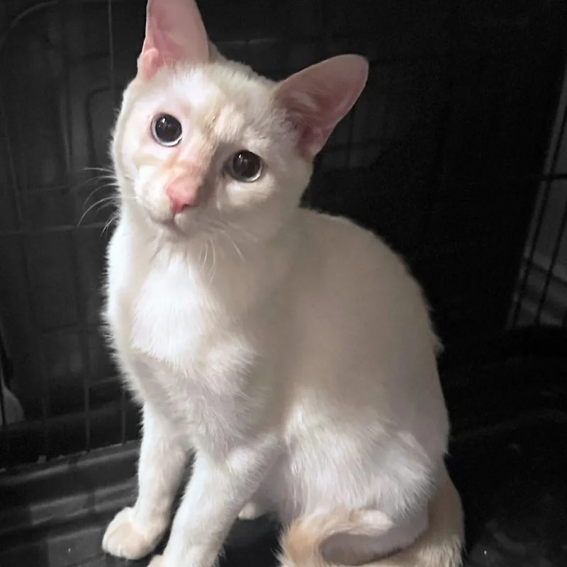 A young medium-sized male Flame Point Domestic Short Hair cat named Gunther for adoption in Houston, TX