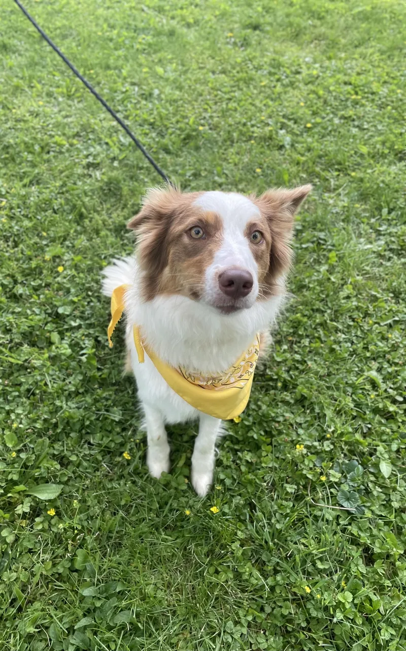 An adult medium-sized female White / Cream Shetland Sheepdog / Sheltie dog named Charlie for adoption in Upper Sandusky, OH