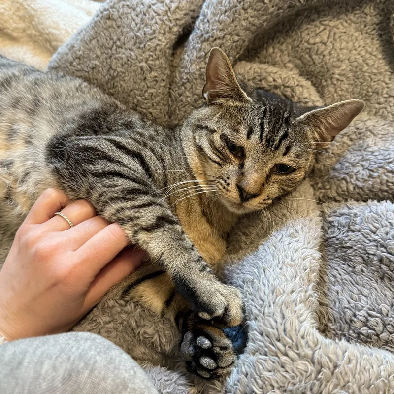 A young medium-sized male Domestic Short Hair cat named Kennedy for adoption in Ellensburg, WA