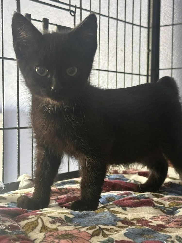 A baby small-sized male Black Domestic Short Hair cat named Squeaks for adoption in Virginia Beach, VA