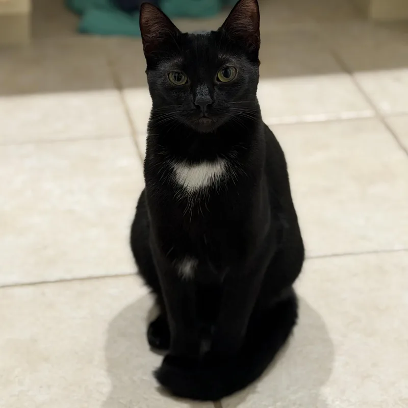 Jellybean thumbnail 2