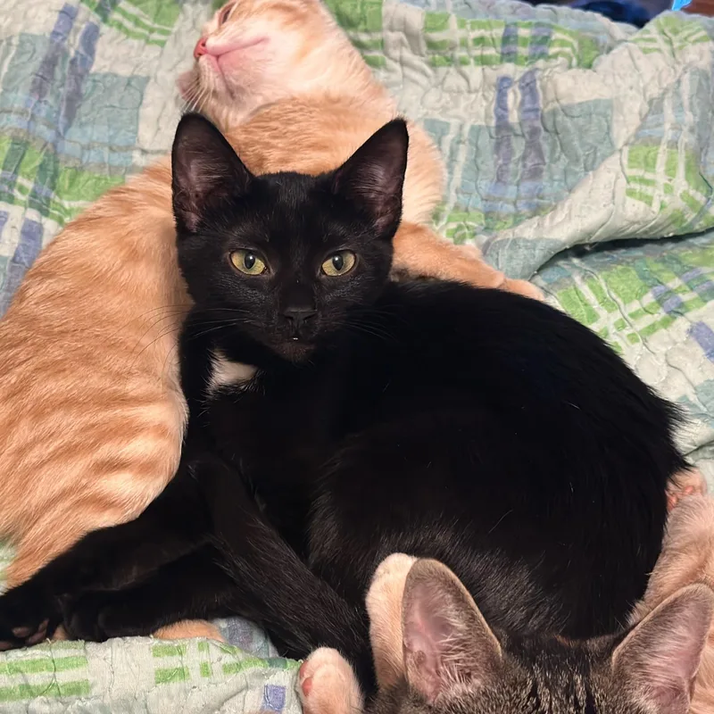 Jellybean thumbnail 3