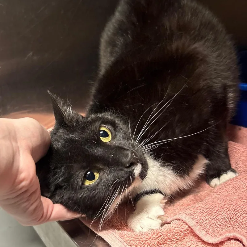 An adult large-sized female Black Domestic Short Hair cat named Petra for adoption in Springfield, IL