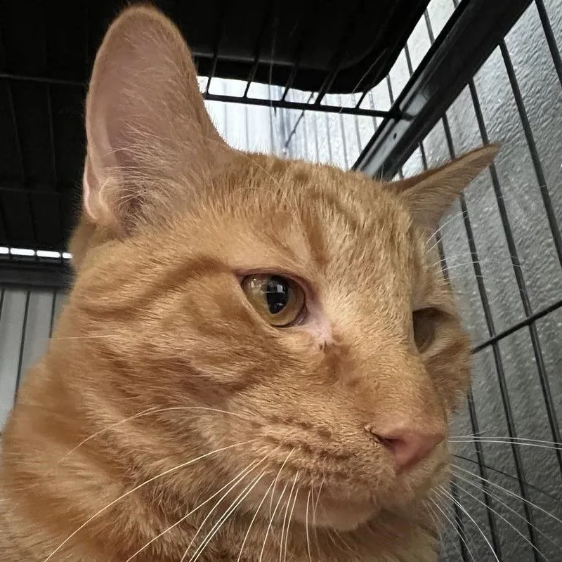 Robin  Best Friends thumbnail 4