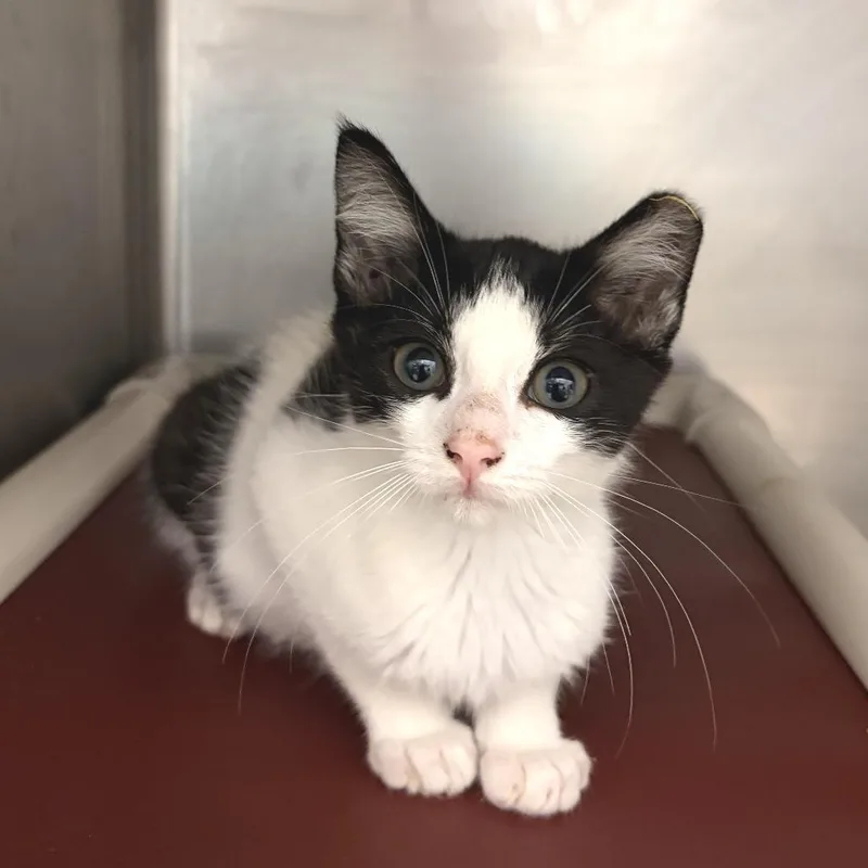 A baby small-sized male Black Domestic Short Hair cat named Goldfish for adoption in Marshall, VA