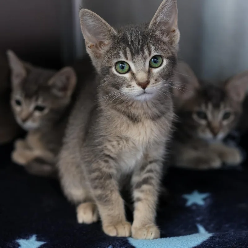 A baby small-sized female Gray / Blue / Silver Domestic Short Hair cat named Pixel for adoption in Los Angeles, CA