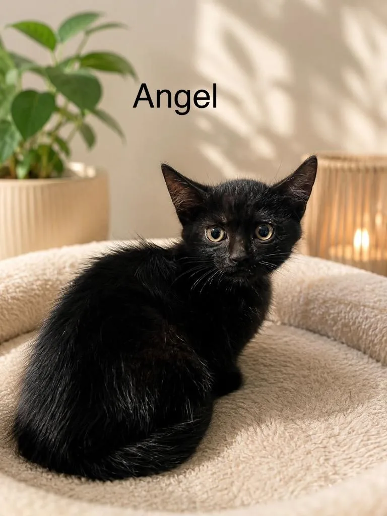 A baby medium-sized female Domestic Short Hair cat named Angel for adoption in Johnson City, TN
