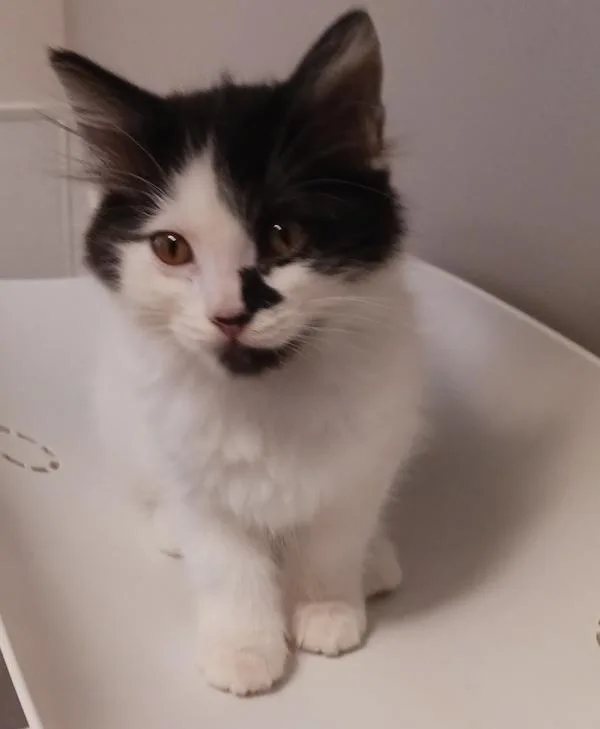 A baby small-sized male Domestic Medium Hair cat named Turtle for adoption in Dublin, CA
