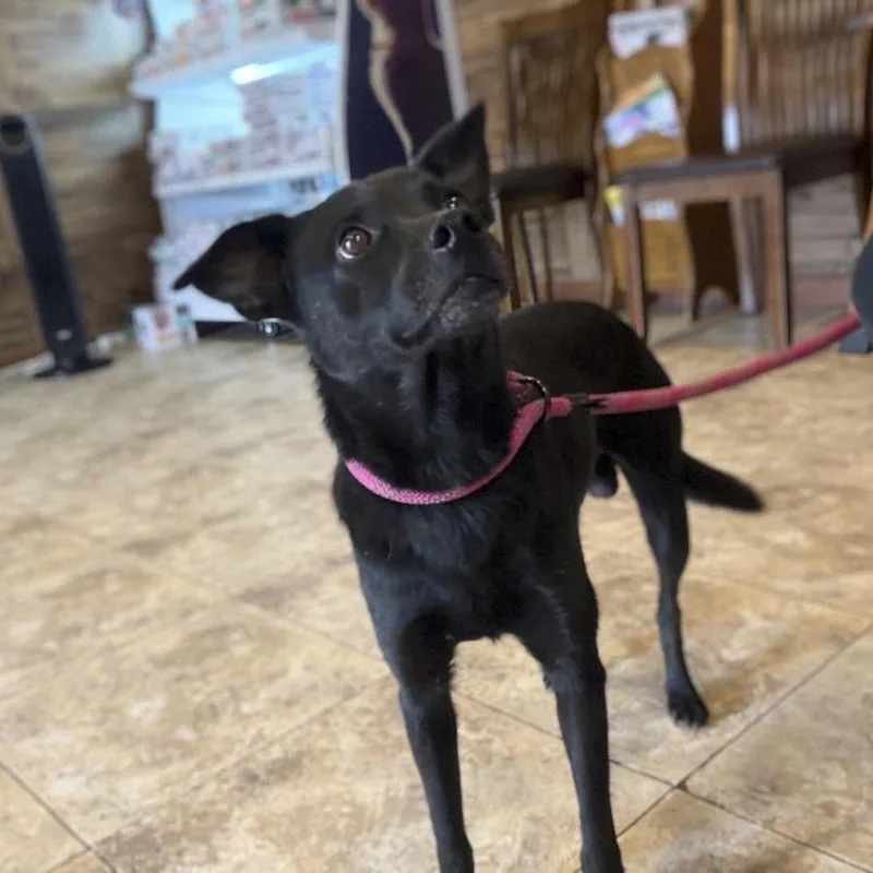 An adult small-sized male Black Mixed Breed dog named Marty for adoption in Caldwell, TX