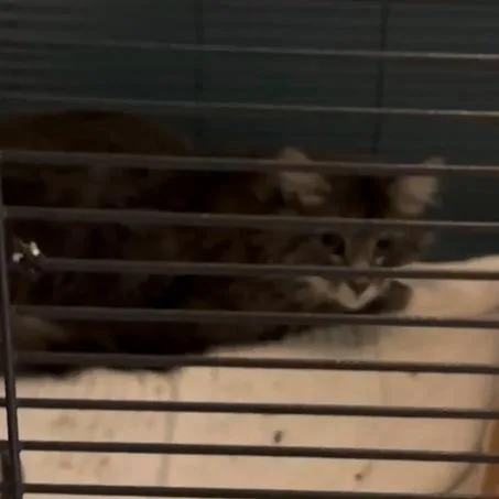 Nat King Cat
