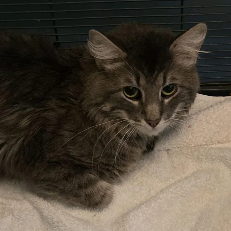 Nat King Cat thumbnail 2