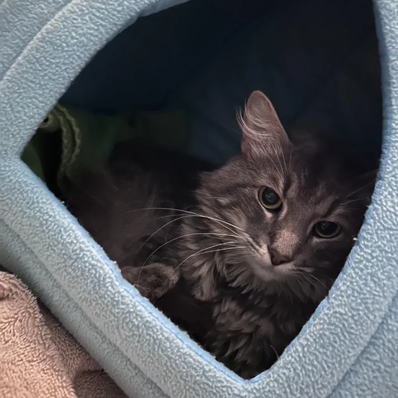 Nat King Cat thumbnail 3