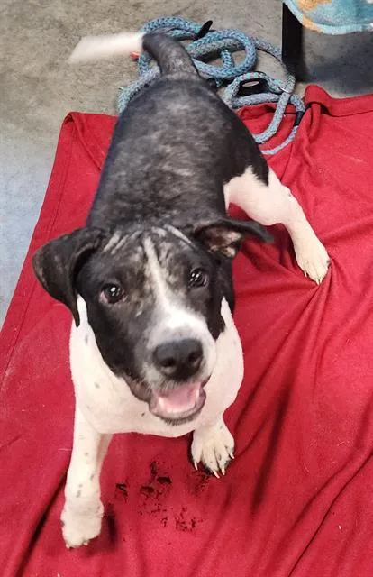 A baby small-sized female Treeing Walker Coonhound dog named Lola for adoption in Brunswick, GA