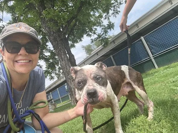 An adult medium-sized female American Bulldog dog named Annie for adoption in Austin, TX
