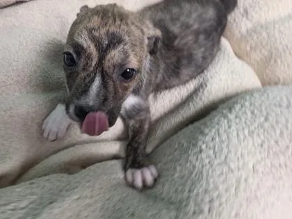 A baby medium-sized female Mixed Breed dog named Ember for adoption in Houston, TX