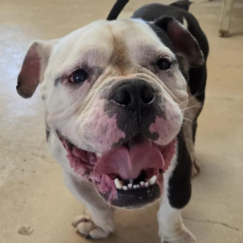 An adult medium-sized male White / Cream Mixed Breed dog named Snoop Dog for adoption in Leander, TX
