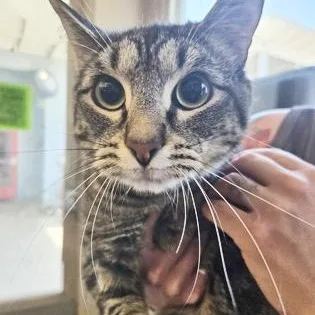 A young medium-sized female Brown / Chocolate Domestic Short Hair cat named Baguette for adoption in Fernandina Beach, FL