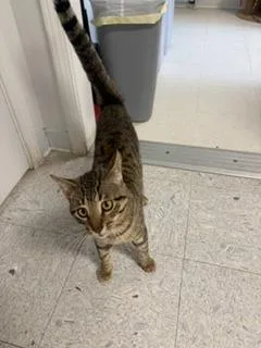 A young medium-sized male Domestic Short Hair cat named Stomper for adoption in Sandusky, OH