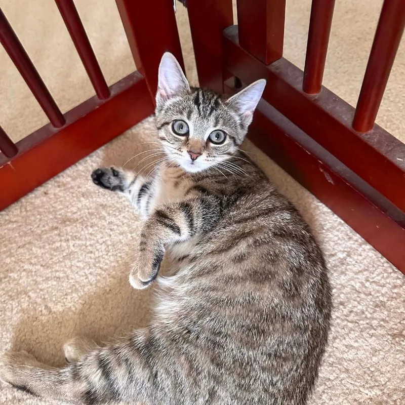 A baby small-sized female Brown / Chocolate Domestic Short Hair cat named Louise for adoption in Manheim, PA
