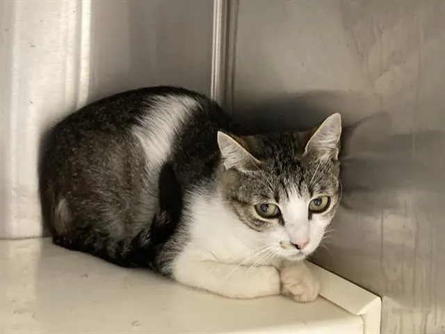 A young small-sized female Domestic Short Hair cat named Dorothy for adoption in Tustin, CA