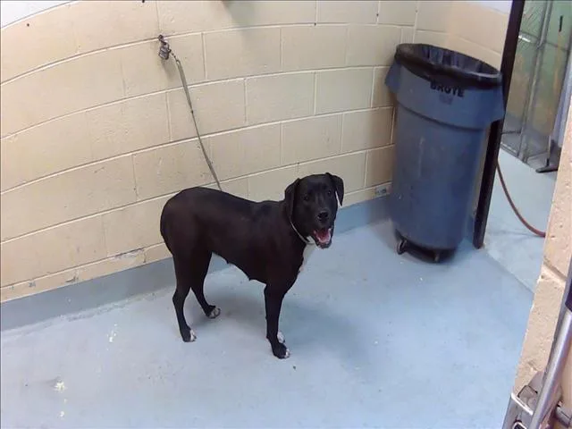 A young large-sized female Pit Bull Terrier dog named Lelia for adoption in Tulsa, OK