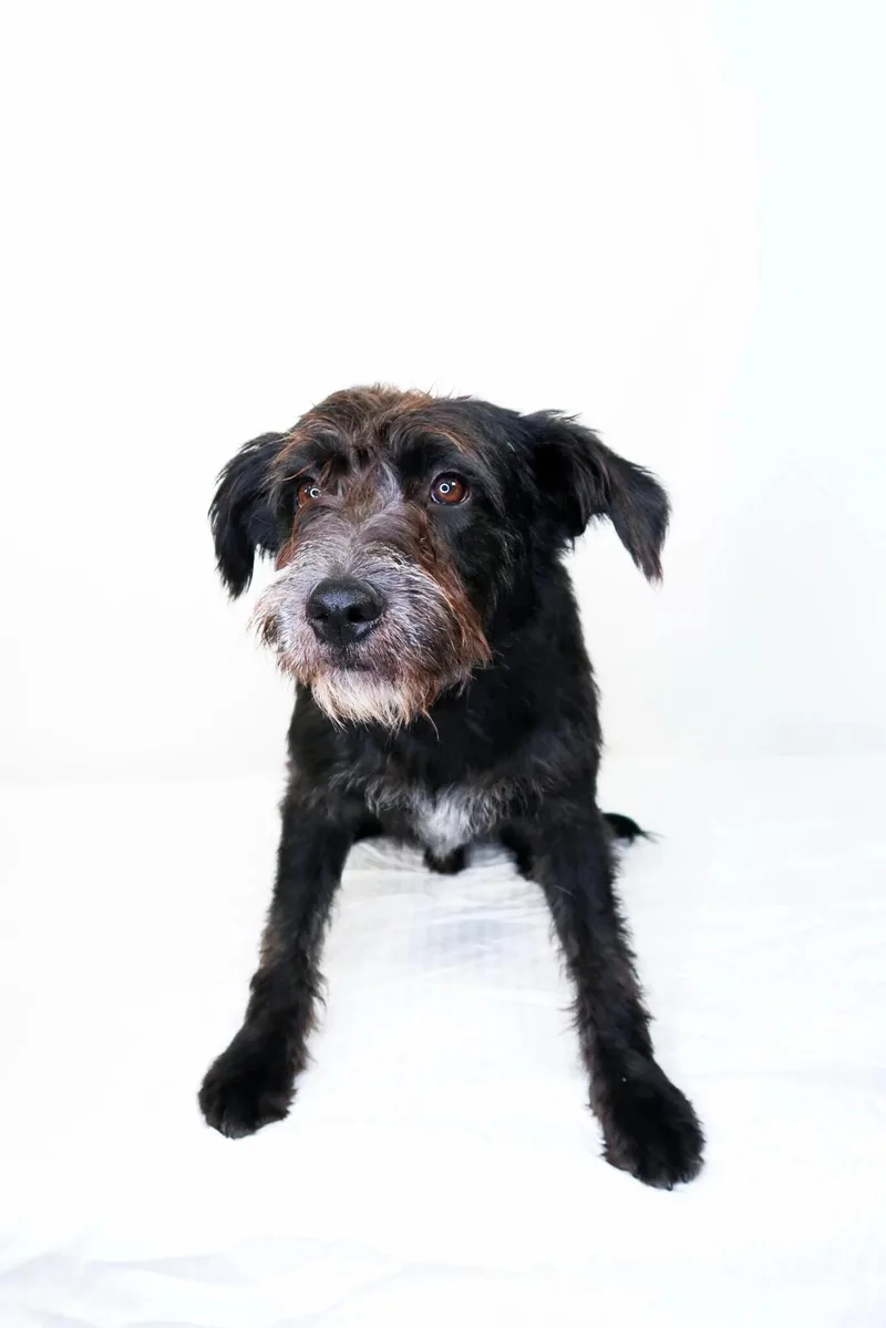 A young medium-sized male Black Poodle dog named Digby for adoption in Bixby, OK