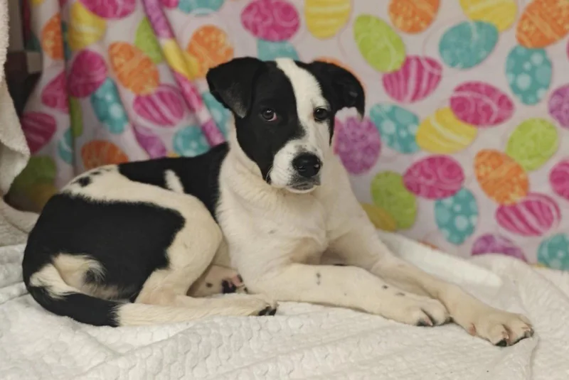 A young medium-sized female Australian Shepherd dog named Paris for adoption in Royal Palm Beach, FL