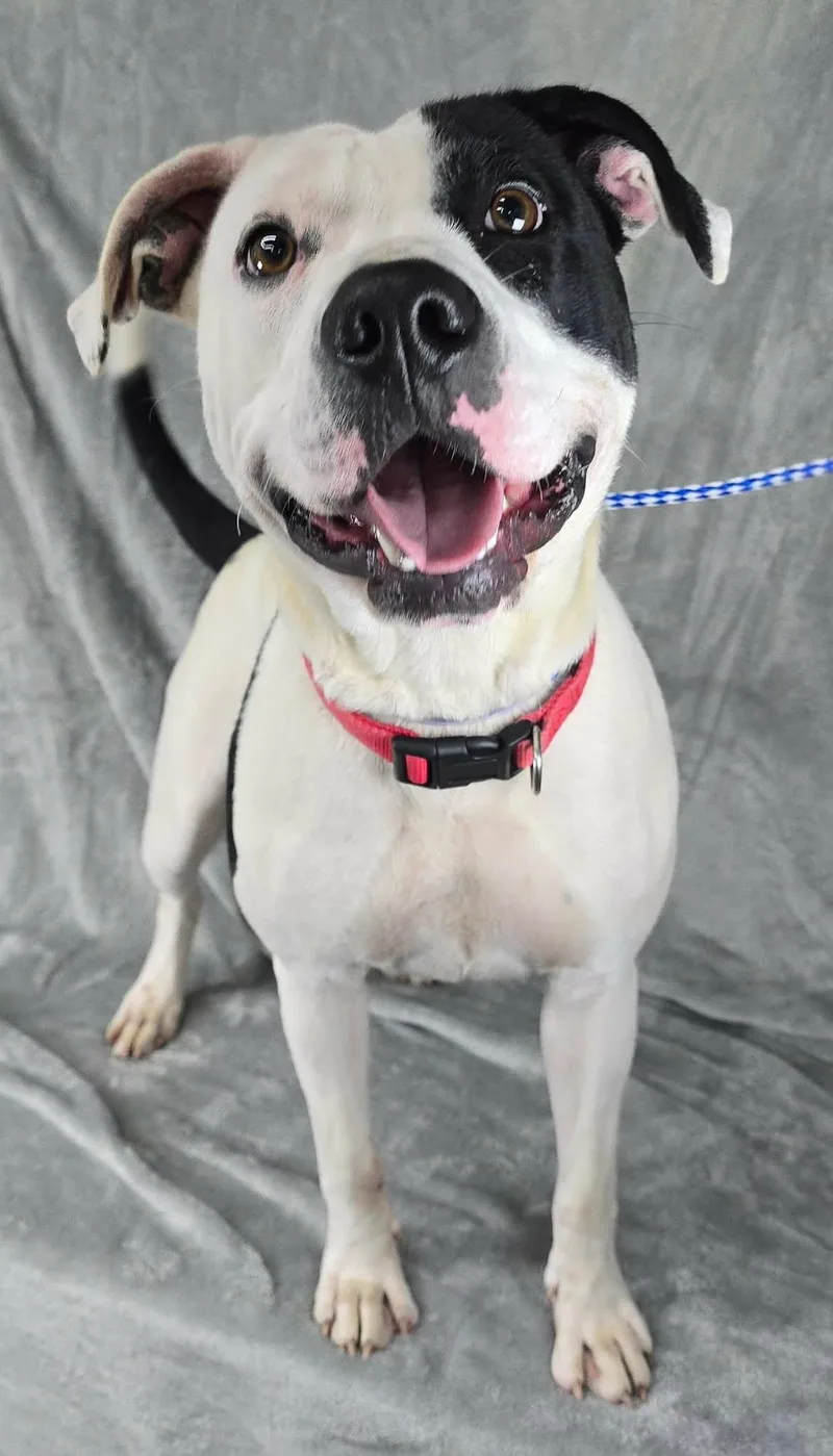 A young medium-sized female White / Cream Pit Bull Terrier dog named Dolores for adoption in Newport, TN