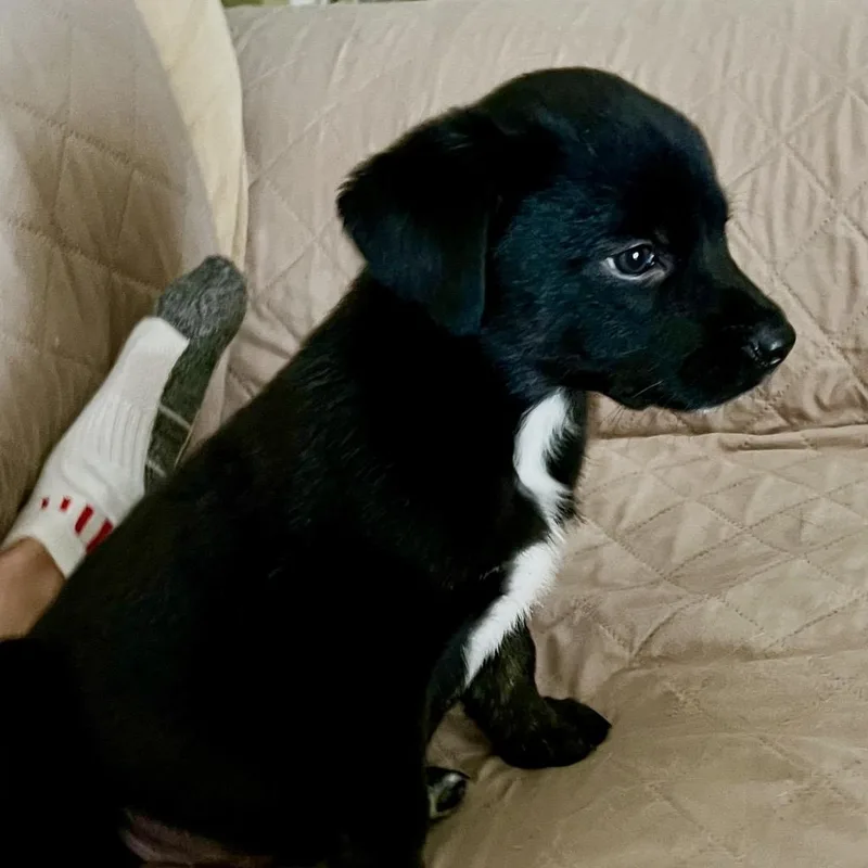 A baby medium-sized male Labrador Retriever dog named Vinny for adoption in Cordova, TN