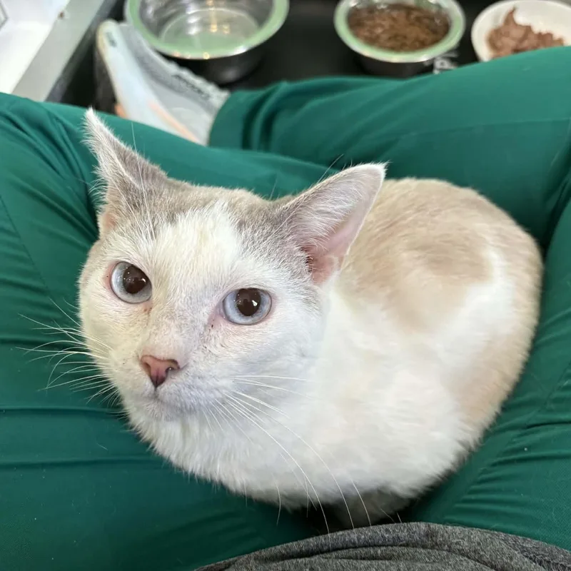 A young medium-sized male Buff & White American Shorthair cat named Oakley for adoption in Barboursville, WV